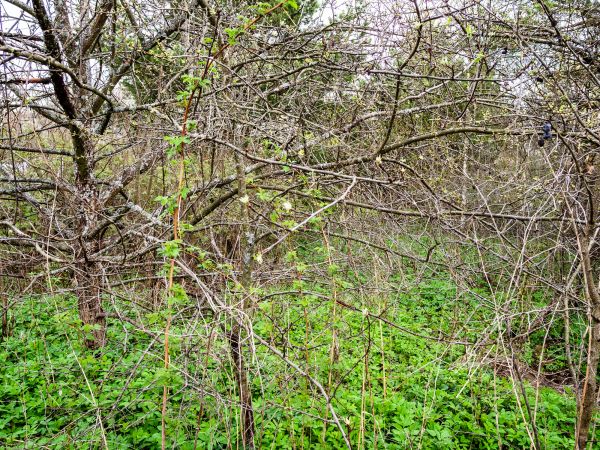 Cost of Underbrush Clearing in Reno