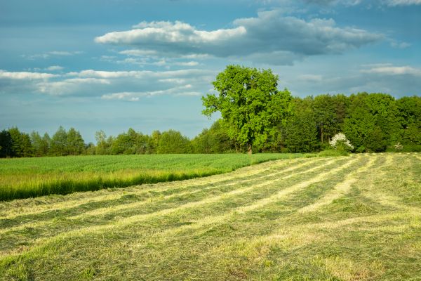 Cost of Vegetation Removal in Reno