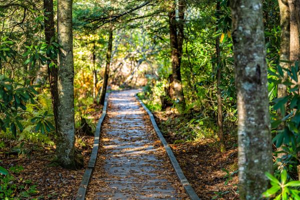 Cost of Trail Clearing in Reno