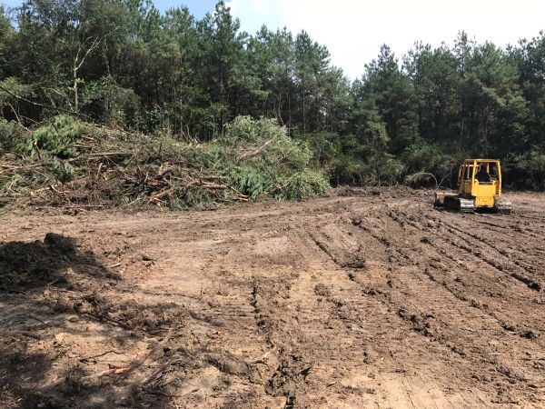 Cost of Thicket Clearing in Reno